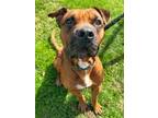 Adopt Chopper a Boxer, Terrier