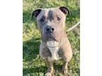 Adopt Diesel a Cane Corso, Pit Bull Terrier