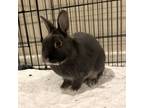 Adopt Jasper a Netherland Dwarf