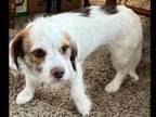 Adopt Lucky a Jack Russell Terrier, Mixed Breed