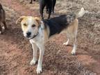 Adopt Levi a Australian Shepherd, Greyhound