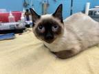 Adopt Dingo a Applehead Siamese