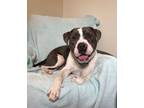 Adopt Bubba a Pit Bull Terrier