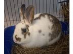 Adopt Mr. Snoops a English Spot, Bunny Rabbit