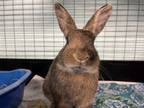 Adopt Bernard a Bunny Rabbit, Harlequin