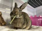 Adopt Rufus a Bunny Rabbit