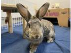 Adopt Rufus a Bunny Rabbit