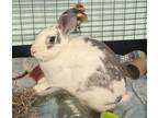 Adopt Orville a English Spot, Chinchilla