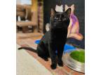 Adopt Orlando a Domestic Short Hair