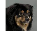 Adopt Andy a Australian Shepherd