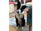 Adopt Rex a Border Collie