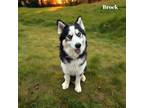 Adopt Brock a Siberian Husky, Mixed Breed