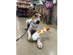 Adopt Tucker a Beagle, Pit Bull Terrier