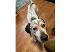 Adopt Riley a Bluetick Coonhound, Catahoula Leopard Dog