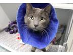 Adopt Flounder a Domestic Short Hair