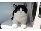 Adopt Big Lebowski a Domestic Short Hair