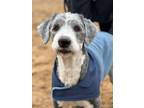 Adopt Benny a Old English Sheepdog