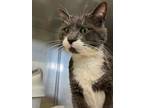 Adopt Hammerhead a Domestic Short Hair