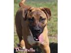Adopt Donatello a Shepherd, Beagle