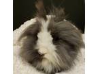 Adopt Ronaldo a Bunny Rabbit