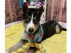 Adopt Whittaker a Husky