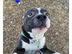 Adopt Mojo a American Staffordshire Terrier