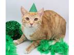 Adopt Garfield Meliados a Domestic Short Hair