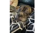 Adopt Billy a Boxer