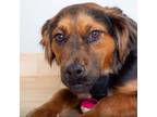 Adopt Rocky D13714 a Australian Shepherd, Mixed Breed