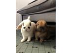 Adopt Blake & Quinn ***BONDED PAIR*** a Holland Lop