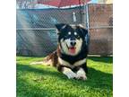 Adopt Hachi a Husky