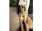 Adopt Duke a Great Dane