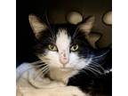 Adopt Trapper John "TJ" a Domestic Medium Hair