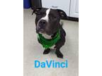 Adopt DaVinci a Pit Bull Terrier