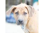 Adopt Chittenden a Labrador Retriever