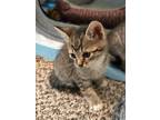 Adopt Mikey a Torbie