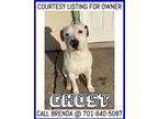 Adopt Ghost - COURTESY LISTING FOR OWNER a Pit Bull Terrier