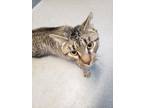 Adopt Fred a Domestic Short Hair