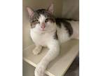 Adopt Presley a Domestic Short Hair