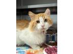 Adopt Bobby a Domestic Long Hair, Domestic Short Hair