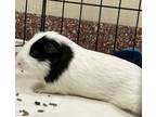 Adopt Squidward - Trio To Spongebob & Patrick a Guinea Pig