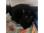 Adopt Little Jack a Domestic Short Hair