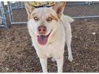 Adopt COPPER a Siberian Husky, Mixed Breed