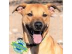 Adopt Buick a Mixed Breed