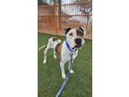 Adopt FRIJOLITO a Pit Bull Terrier