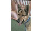 Adopt DINGO a German Shepherd Dog