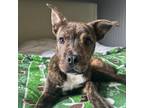 Adopt Bama (p) a American Staffordshire Terrier, Mixed Breed