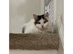 Adopt Valentino a Domestic Long Hair