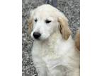 Adopt Dewey a Golden Retriever