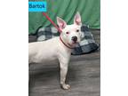Adopt Bartok a Pit Bull Terrier